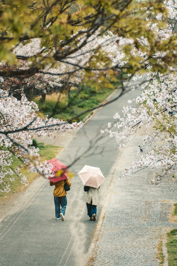 모포 이미지